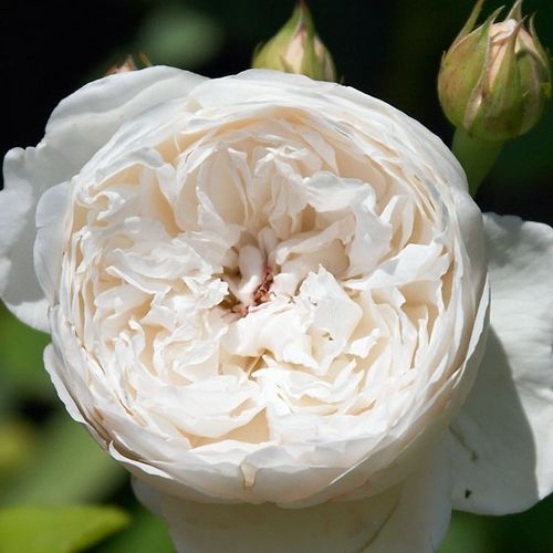 Weiß mit cremefarbenem schatten - englische rosen